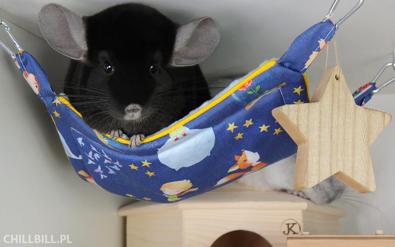 Twój szynszyl zasługuje na wygodny relaks – naucz się, jak uszyć hamak dla swojego pupila!
