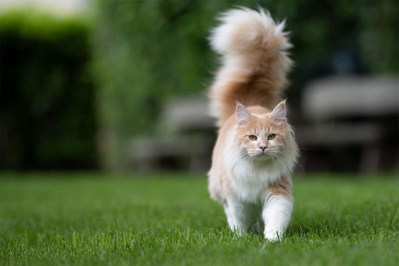 Techniki mocowania ogona