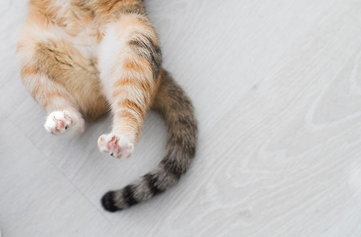 Jak wykonać efektowny ogon do stroju kota?