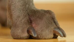 Jak i dlaczego obcinać paznokcie psu – porady dla właścicieli